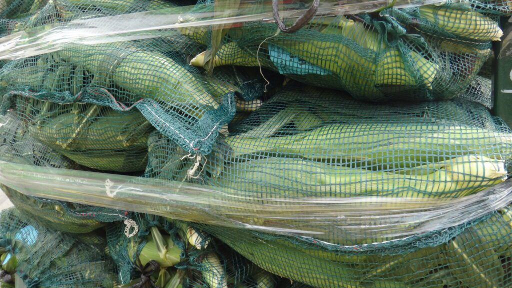 lots of raw corn