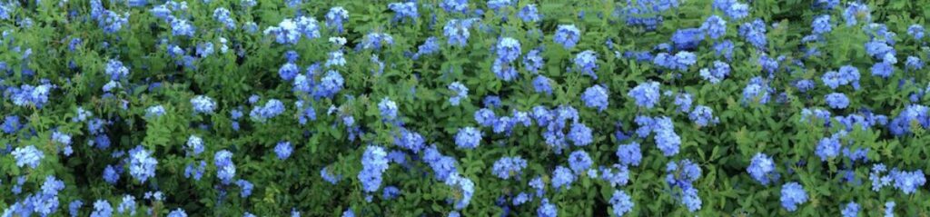 blue flowers